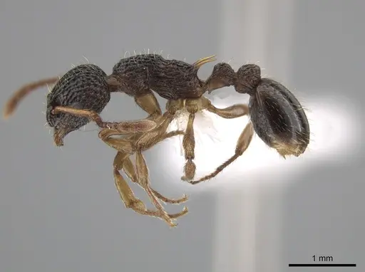 Myrmica punctiventris - CASENT0648392