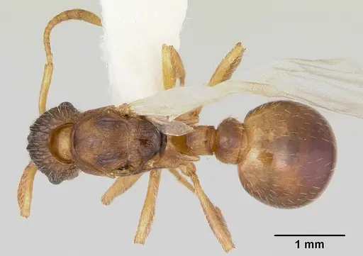Myrmica quebecensis specimen