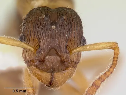 Myrmica quebecensis specimen
