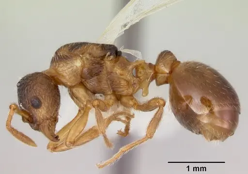 Myrmica quebecensis specimen
