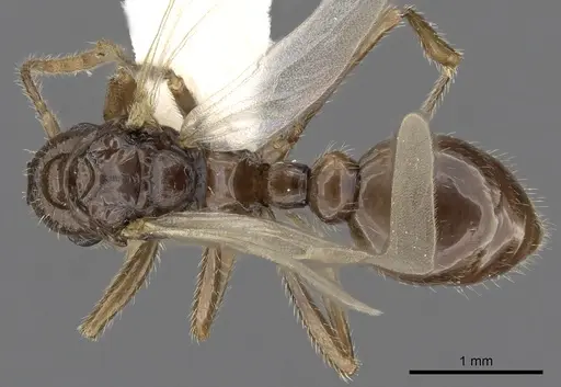 Myrmica quebecensis - CASENT0900343