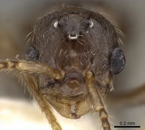 Myrmica quebecensis - CASENT0900343