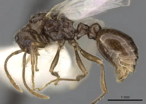 Myrmica quebecensis - CASENT0900343