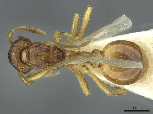 Myrmica quebecensis - CASENT0913075