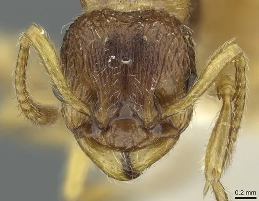 Myrmica quebecensis - CASENT0913075