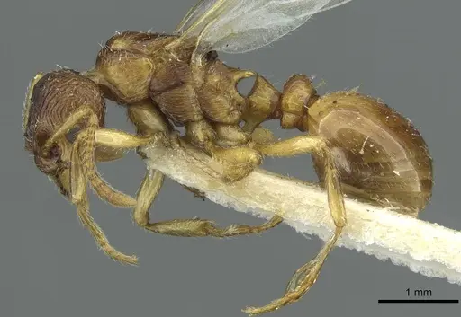 Myrmica quebecensis - CASENT0913075