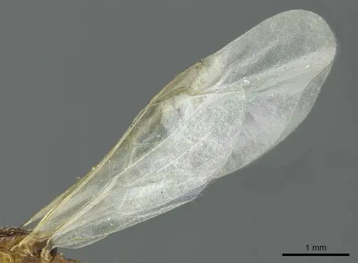 Myrmica quebecensis - CASENT0913075