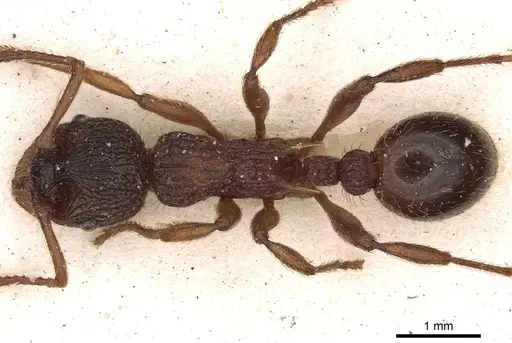 Myrmica ravasinii specimen