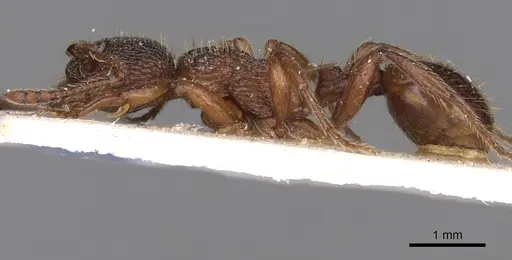 Myrmica ravasinii specimen
