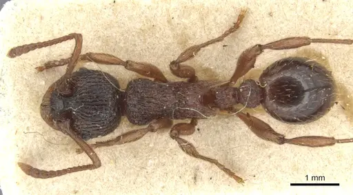 Myrmica ravasinii - CASENT0904085