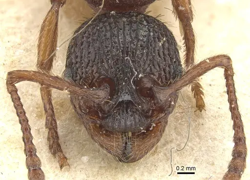 Myrmica ravasinii - CASENT0904085