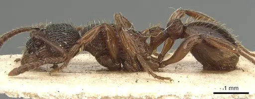 Myrmica ravasinii - CASENT0904085