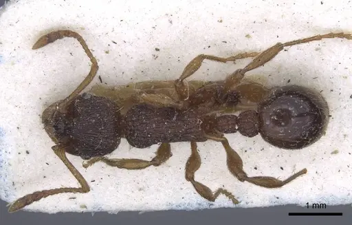 Myrmica ravasinii - CASENT0916901