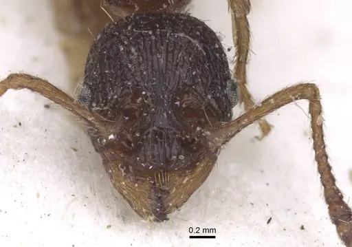 Myrmica ravasinii - CASENT0916901