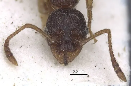 Myrmica ravasinii - CASENT0916901