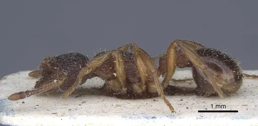 Myrmica ravasinii - CASENT0916901