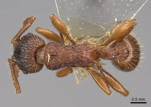 Myrmica ravasinii - CASENT0922801