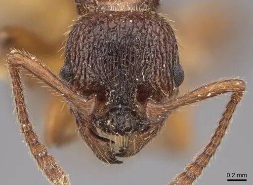 Myrmica ravasinii - CASENT0922801