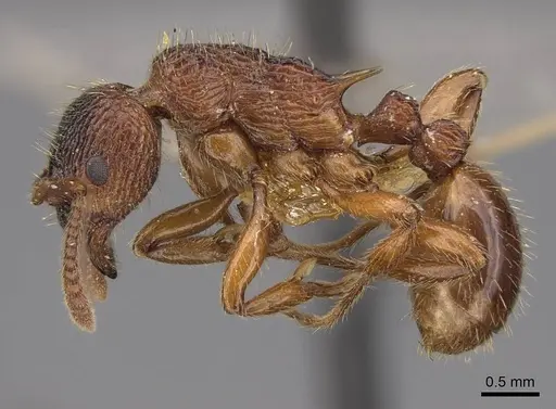 Myrmica ravasinii - CASENT0922801