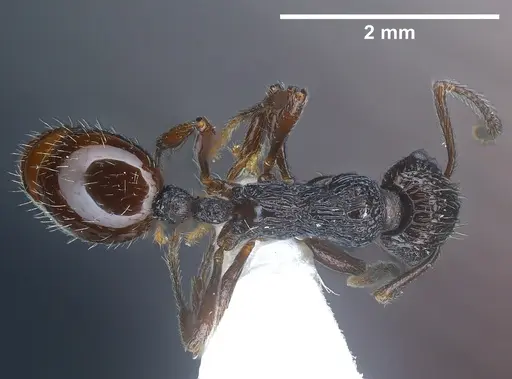 Myrmica rhytida specimen