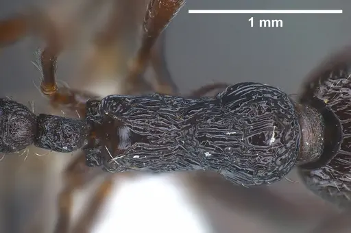 Myrmica rhytida specimen