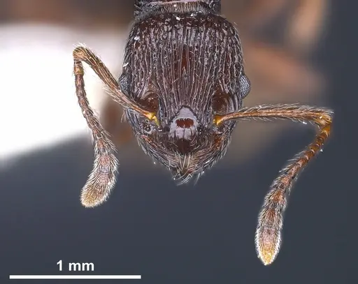 Myrmica rhytida specimen