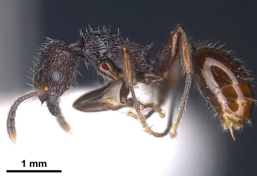Myrmica rhytida - ANTWEB1041283