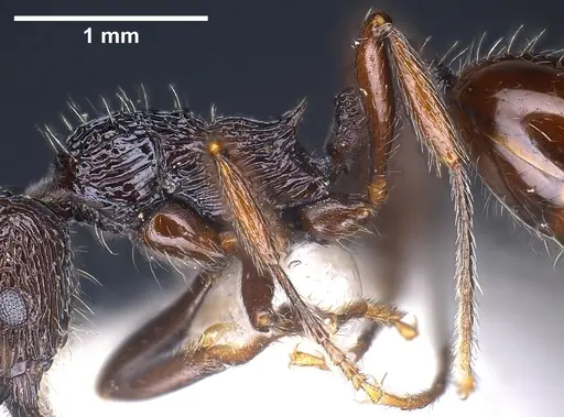 Myrmica rhytida - ANTWEB1041283