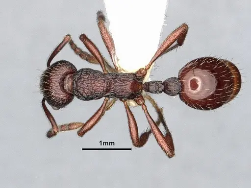 Myrmica rhytida - CASENT0884253