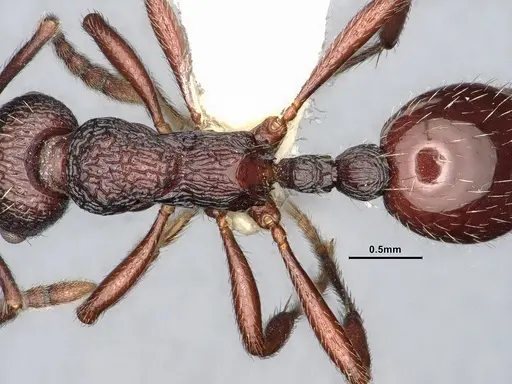 Myrmica rhytida - CASENT0884253