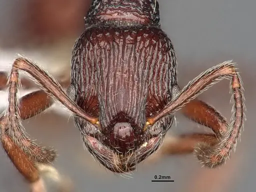 Myrmica rhytida - CASENT0884253