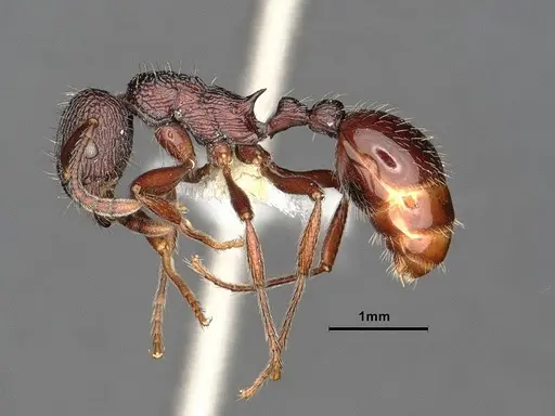 Myrmica rhytida - CASENT0884253