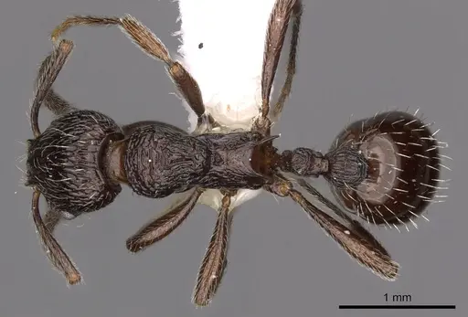 Myrmica rhytida - CASENT0900306