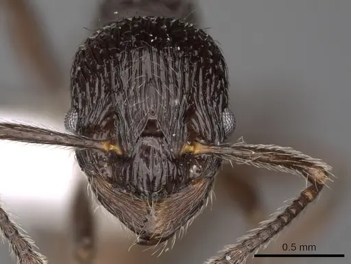 Myrmica rhytida - CASENT0900306