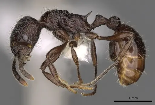 Myrmica rhytida - CASENT0900306