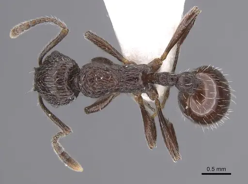 Myrmica rhytida - CASENT0915408