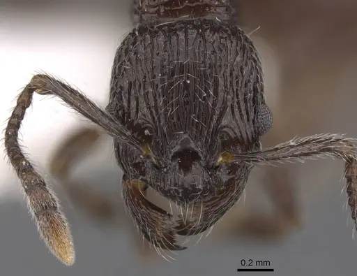 Myrmica rhytida - CASENT0915408