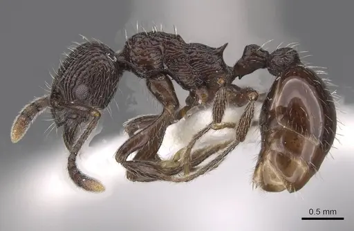 Myrmica rhytida - CASENT0915408