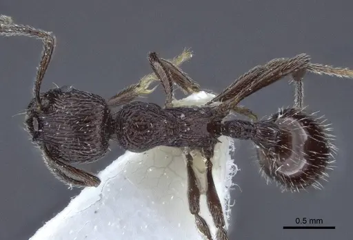 Myrmica rhytida - CASENT0916696