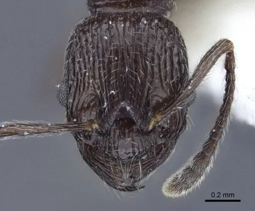 Myrmica rhytida - CASENT0916696