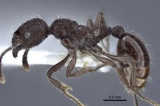 Myrmica rhytida - CASENT0916696