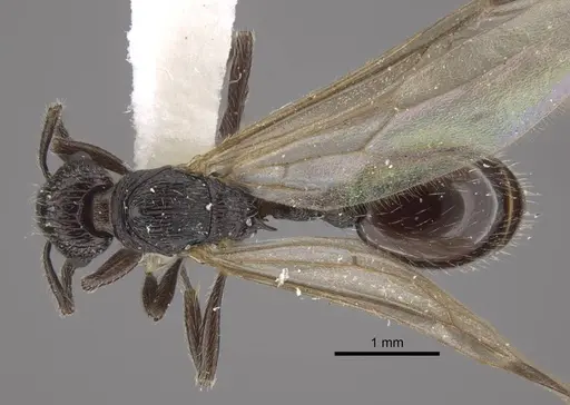 Myrmica rhytida - CASENT0917703