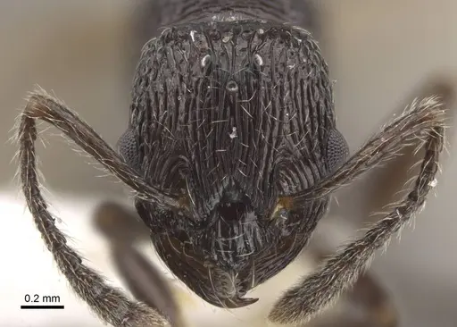 Myrmica rhytida - CASENT0917703