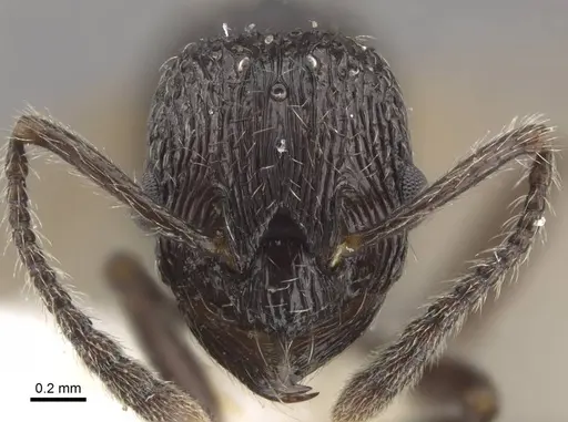 Myrmica rhytida - CASENT0917703