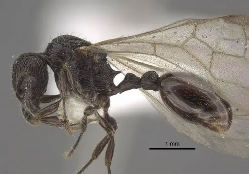 Myrmica rhytida - CASENT0917703