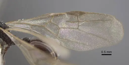 Myrmica rhytida - CASENT0917703