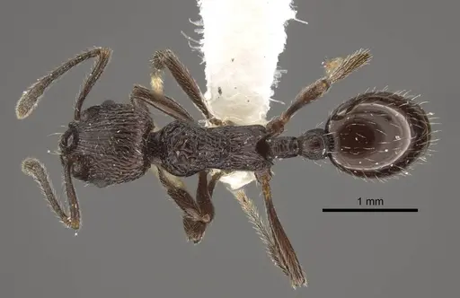 Myrmica rhytida - CASENT0917704