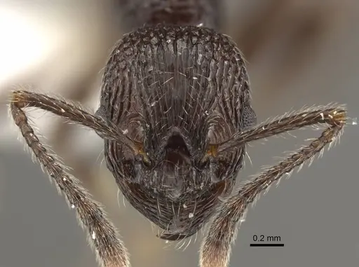 Myrmica rhytida - CASENT0917704