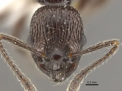 Myrmica rhytida - CASENT0917704