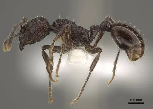 Myrmica rhytida - CASENT0917704
